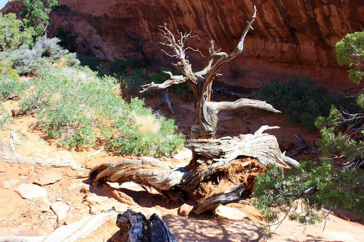 gnarly dead tree at Partition Arch