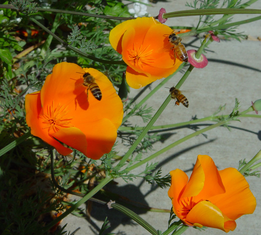 Honeybees in California Poppies