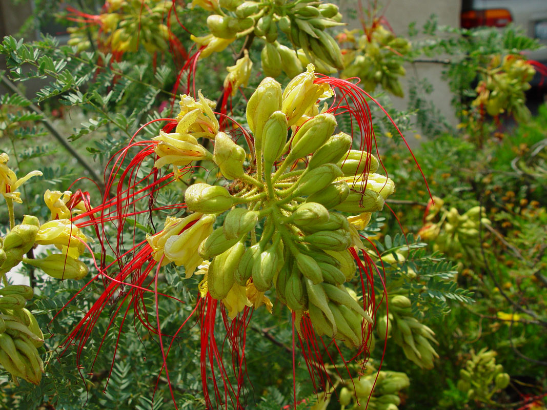 Desert Bird of Paradise yellow