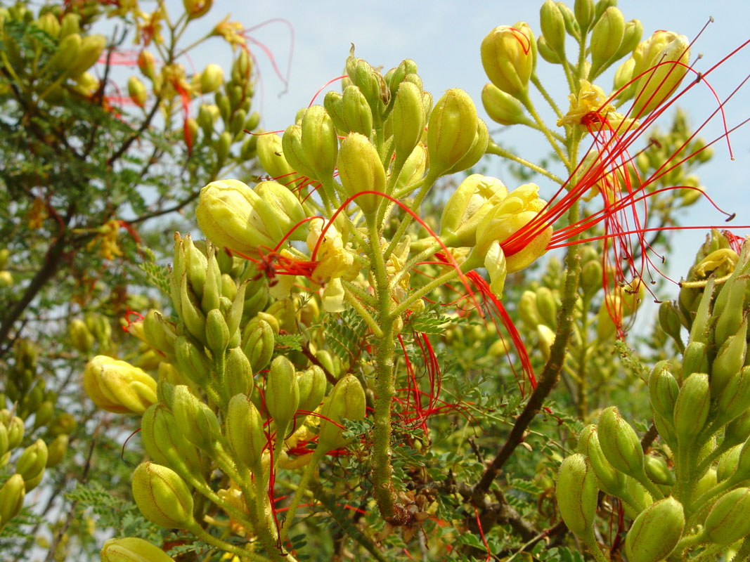 Desert Bird of Paradise yellow