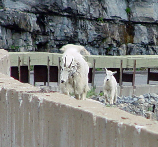 Mountain Goats Glacier National Park