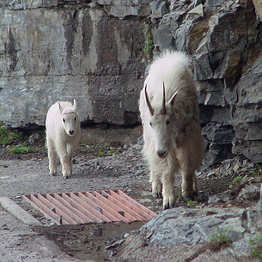 Mountain Goats Glacier National Park