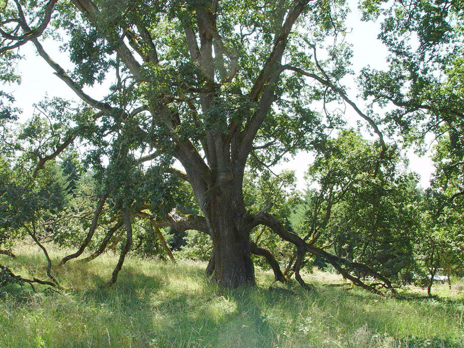 Old Oak tree in Oregon Garden