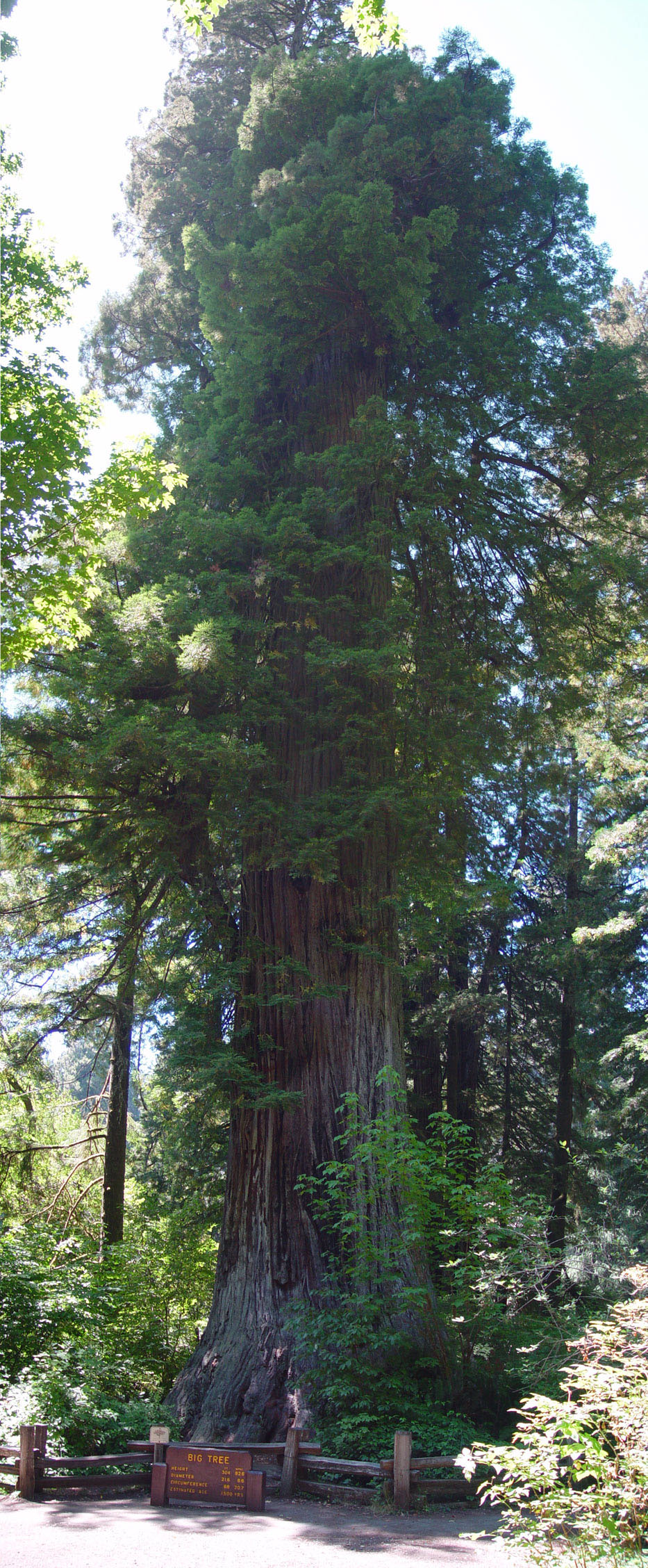 "Big Tree"