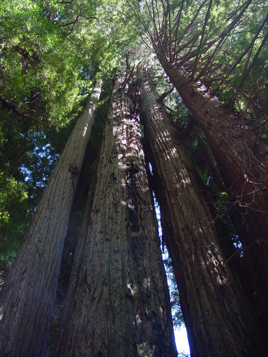 redwood4.jpg