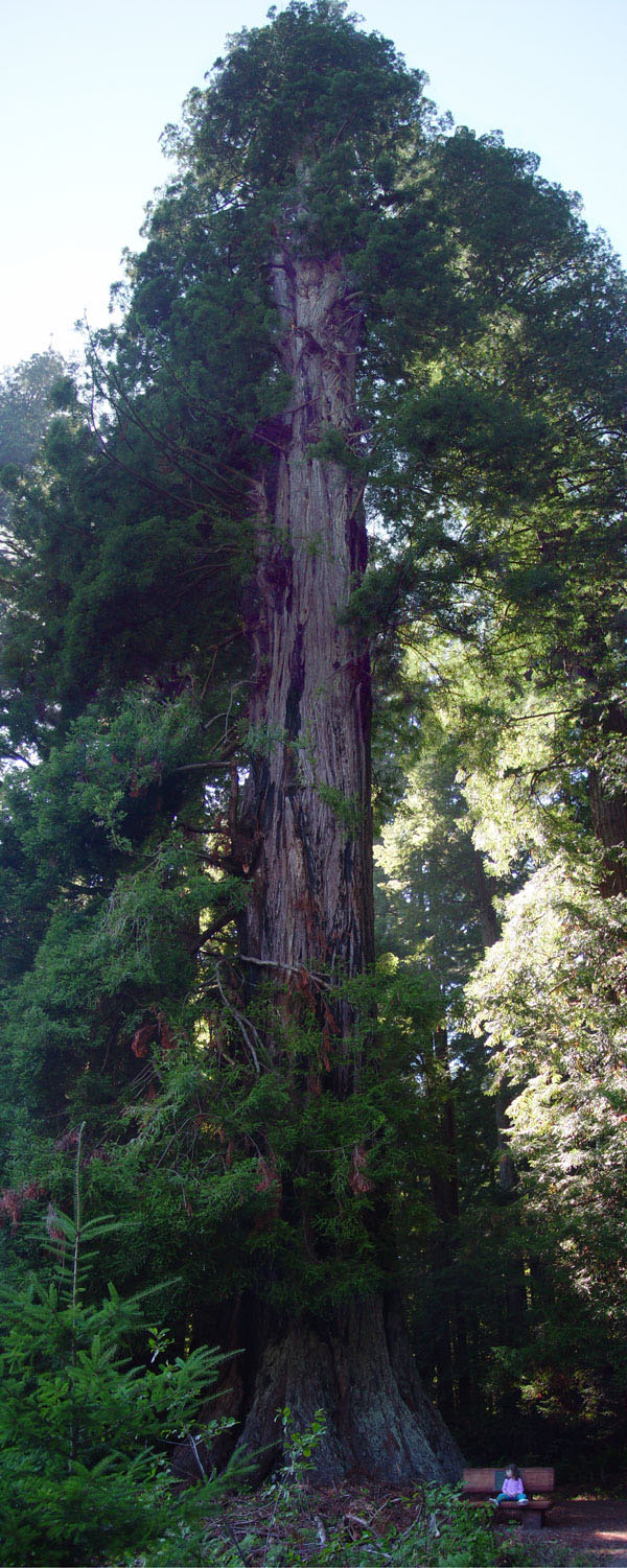 Rest near a redwood tree