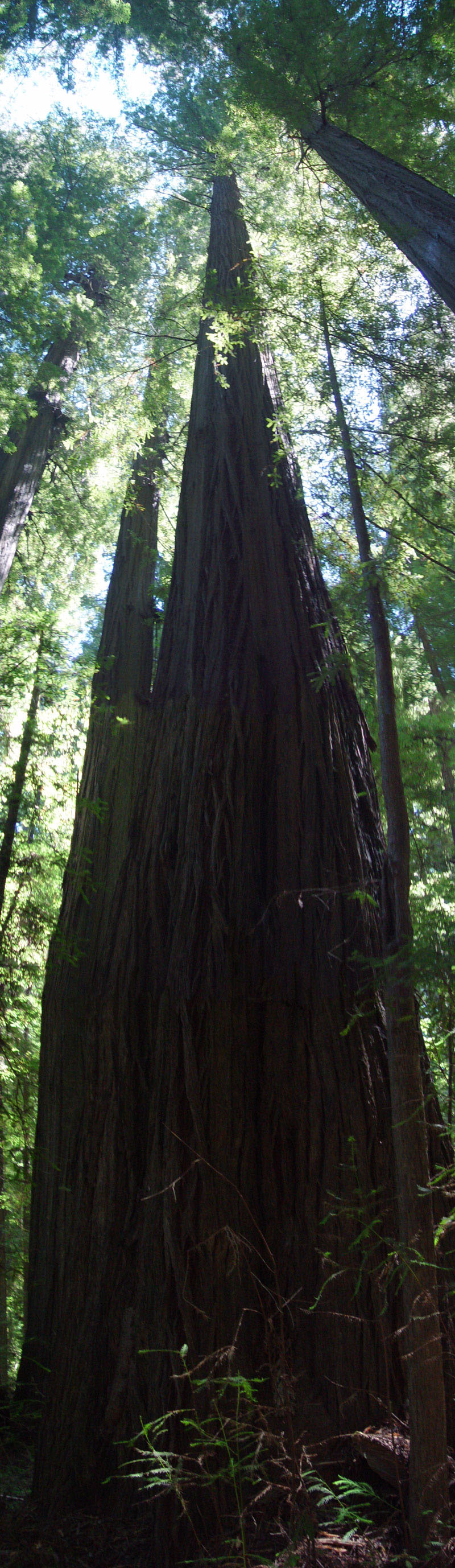 Young and old redwood trees grow toward the Sun