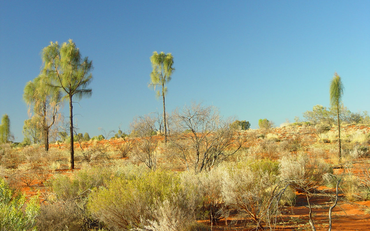 Kurkara (desert oak) Uluru