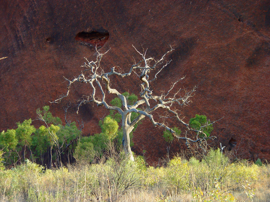 dead white tree Uluru