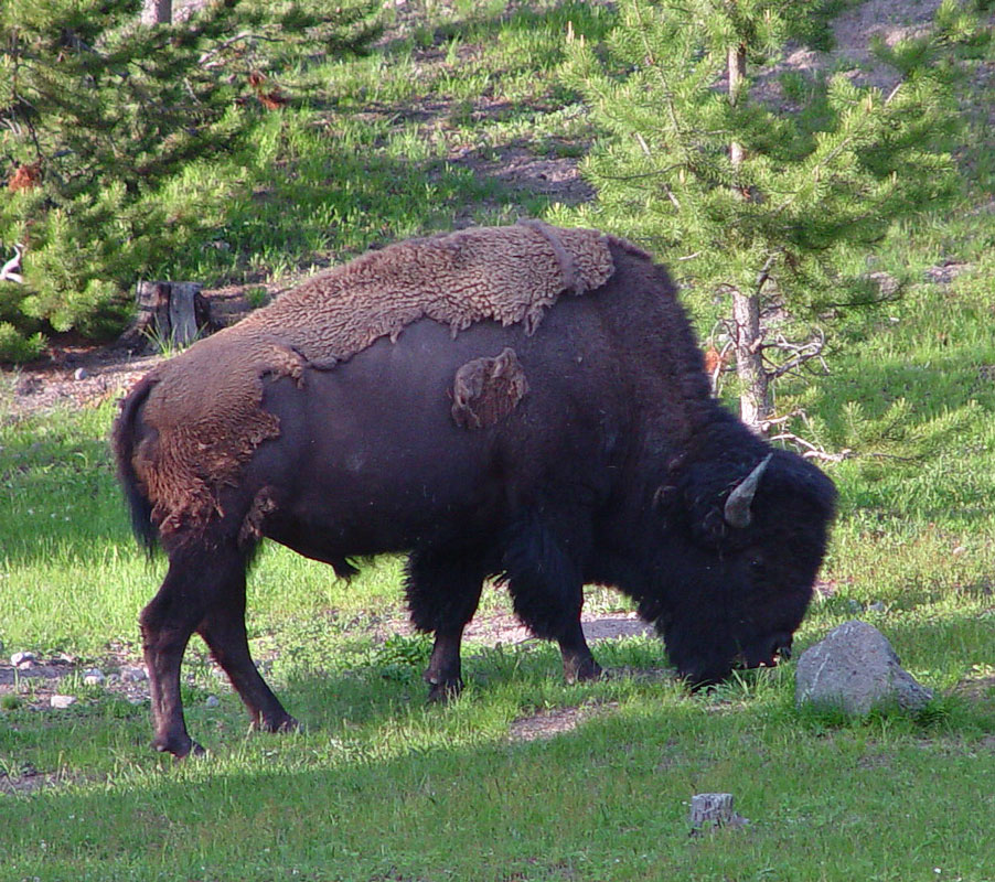 American Bison Yellowstone