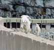 Mountain goats Glacier NP