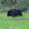 Black Bear feeding Yellowstone