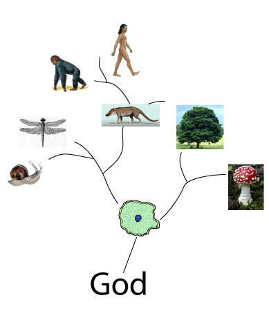 God uses evolution to create diversity of life