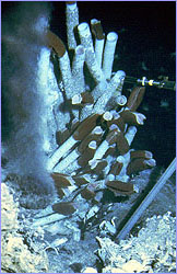 Black smoker---deep sea vent gushing materials for life to use