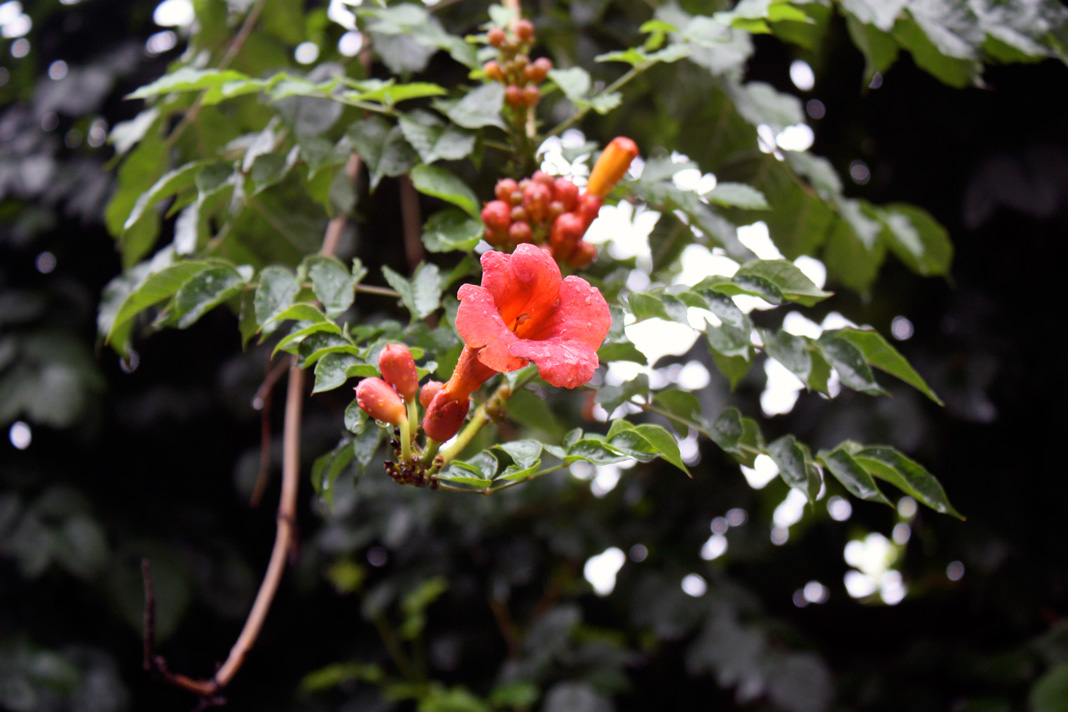 Campsis grandiflora