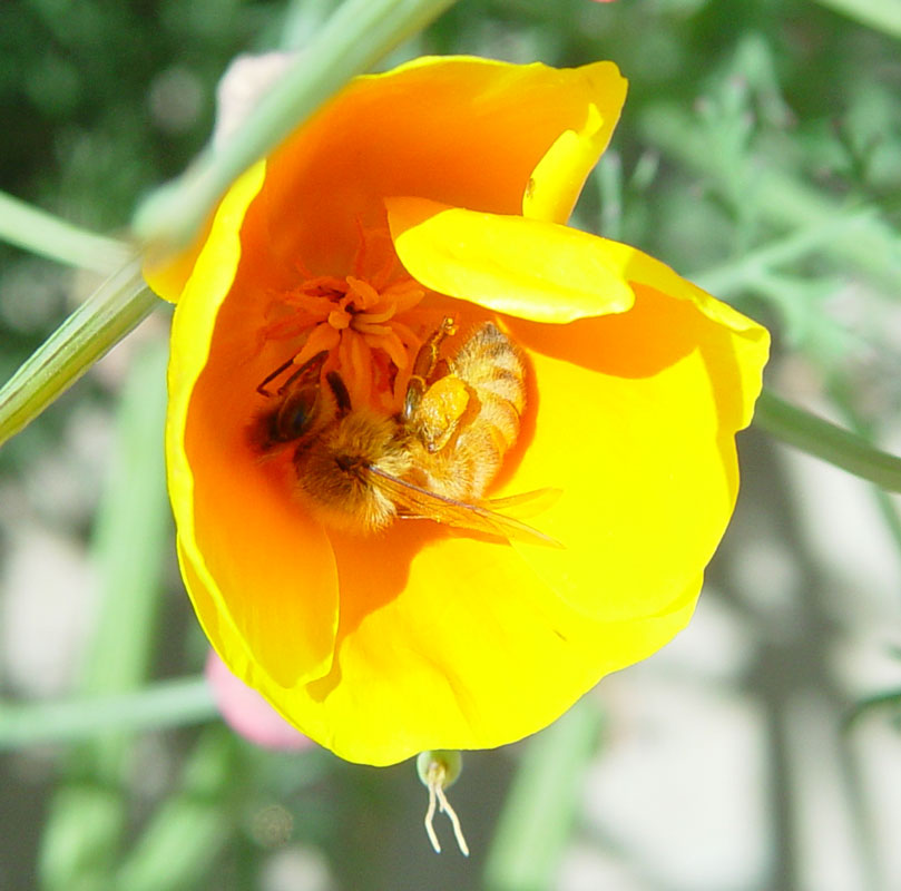 Honeybee in a Poppy