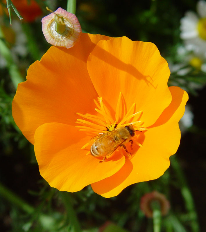 Honeybee in a Poppy