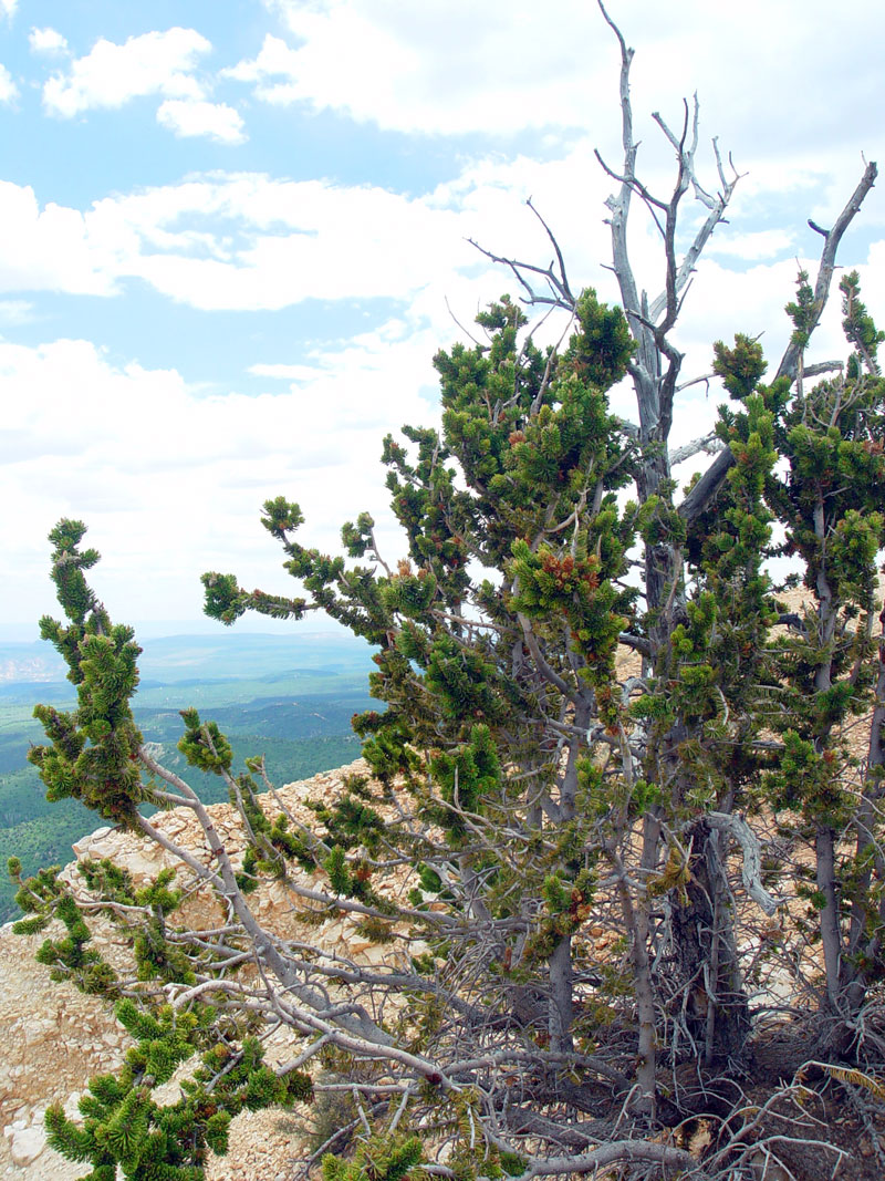 Bristlecone Loop