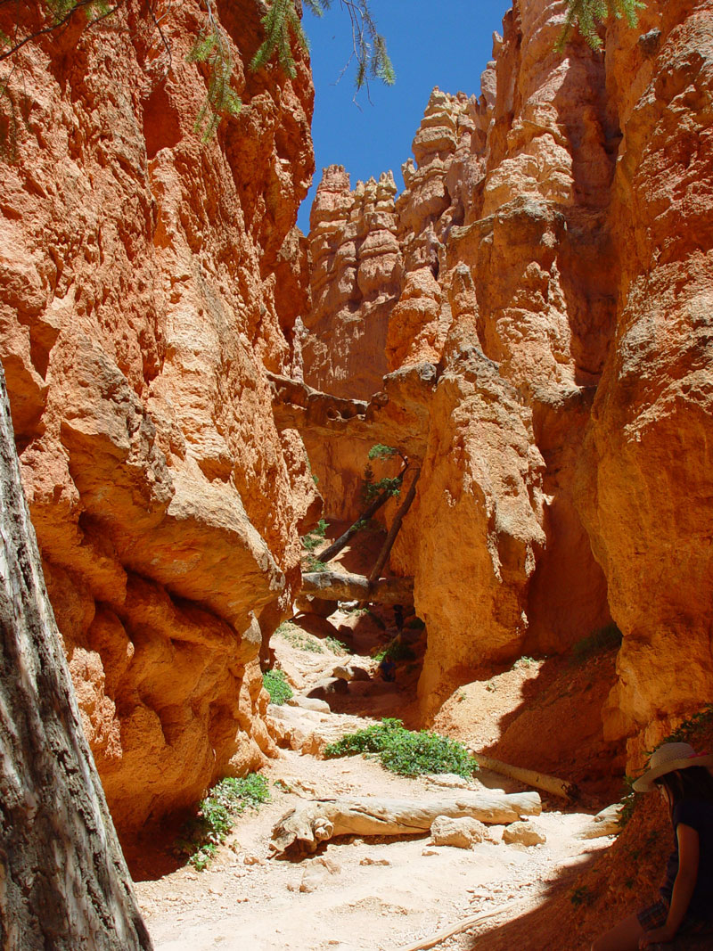 Two Bridges Navajo Loop