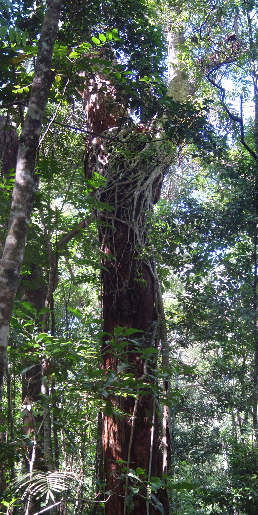 Strangler Fig in Cairns