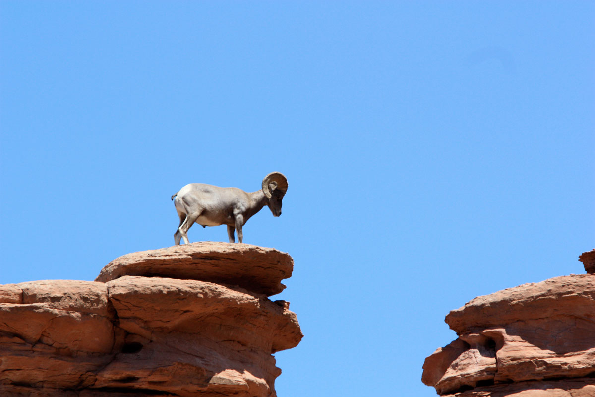 Big Horn Ram