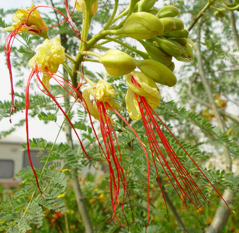 Desert Bird of Paradise yellow