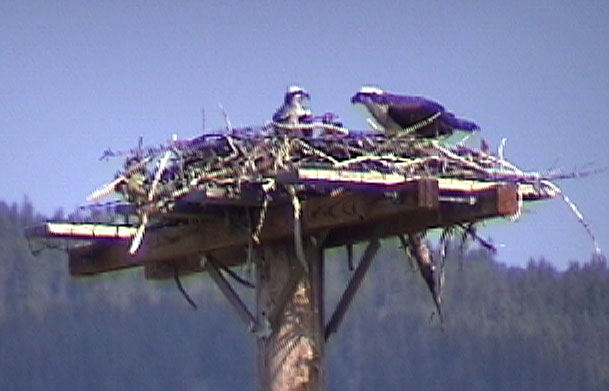 Ospreys Glacier National Park