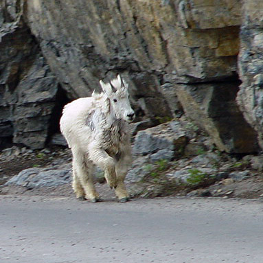 Mountain Goat Glacier National Park