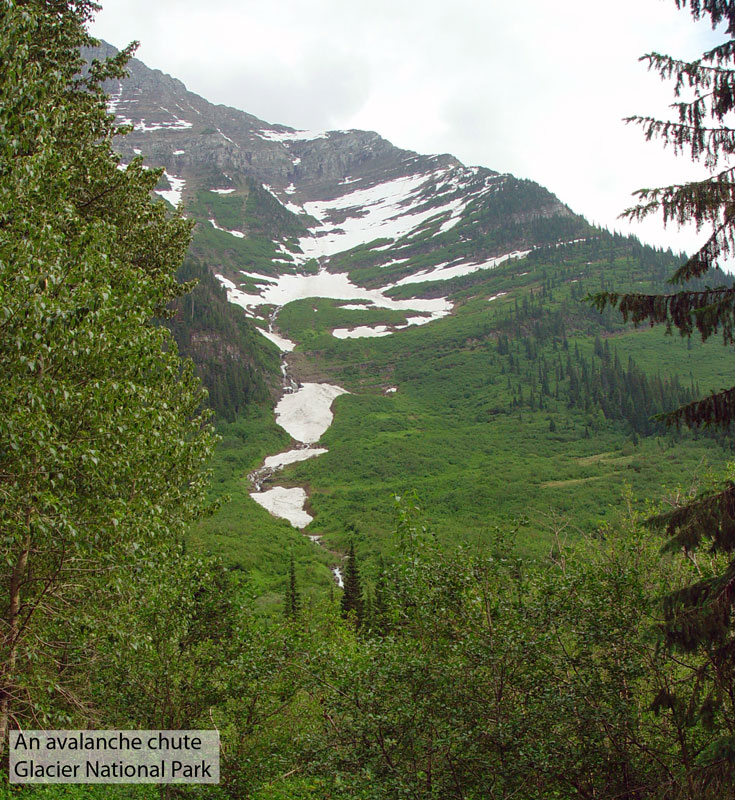 Avalanche chute Glacier National Park