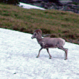 Big Horn Glacier National Park