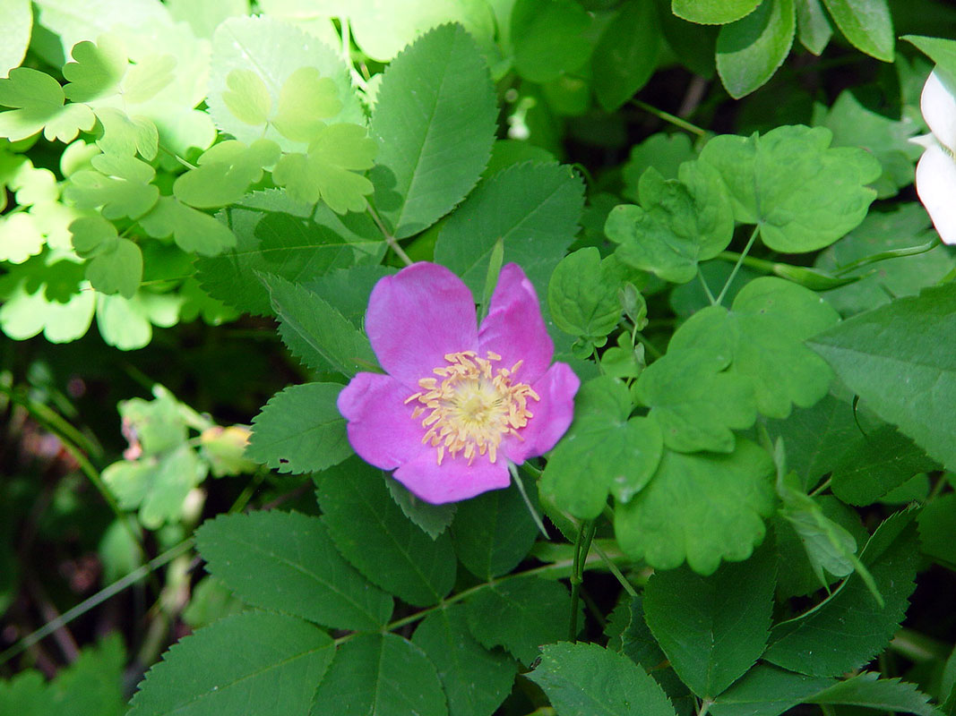 Wild Rose (?) Glacier National Park