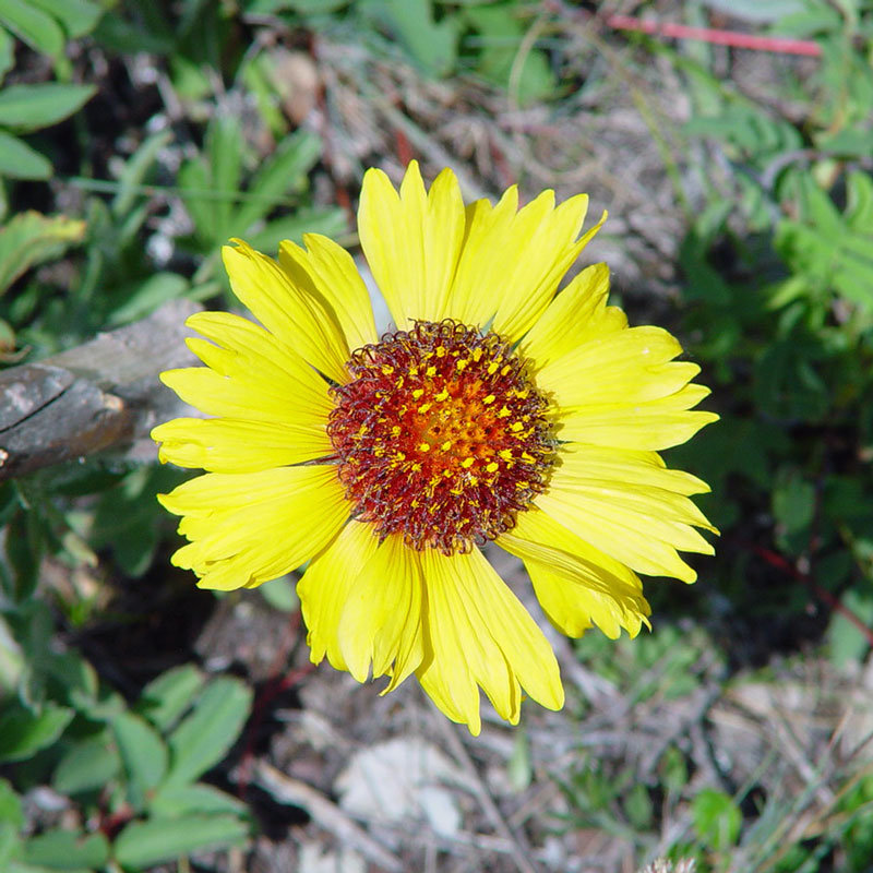 wild flower Glacier National Park