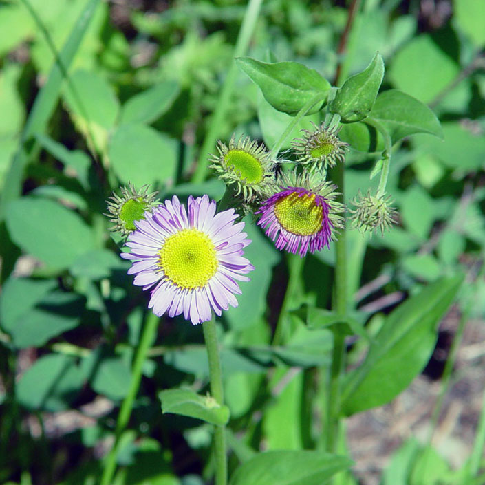 Wildflower Glacier National Park