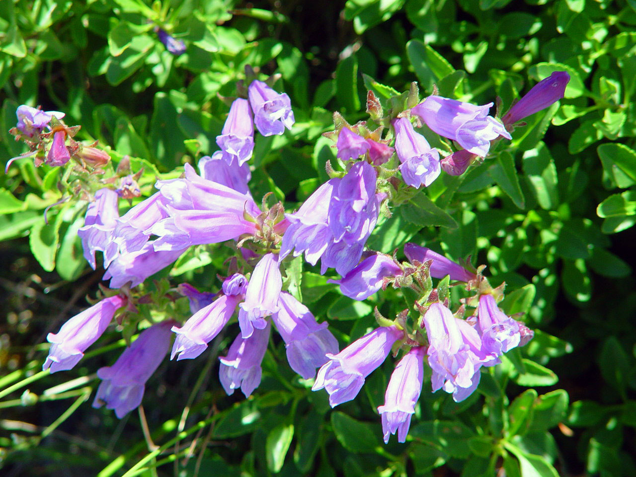 Wildflower Glacier National Park