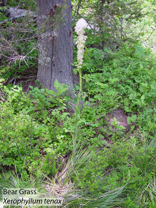 Bear Grass Glacier National Park