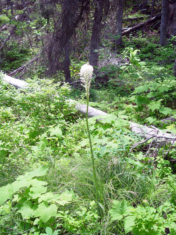 Bear Grass Glacier National Park