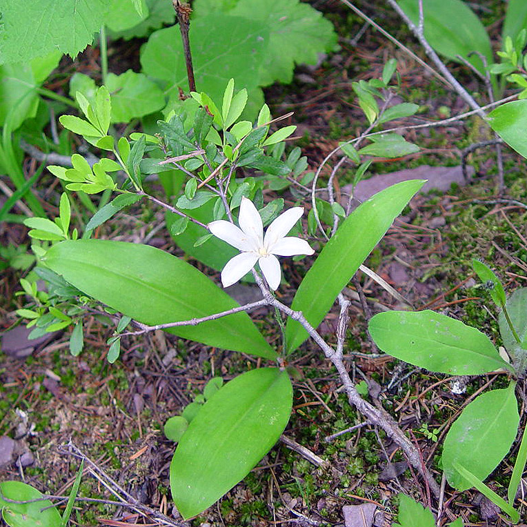 wildflower Glacier National Park