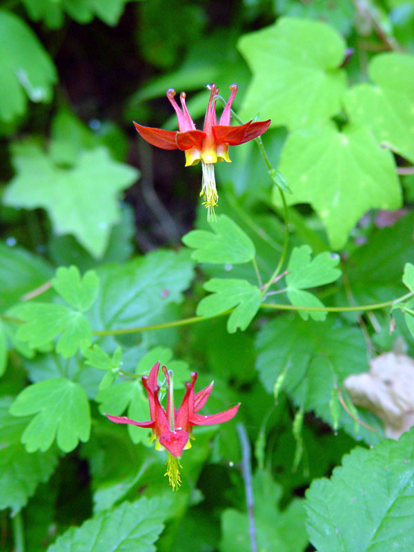 Columbine