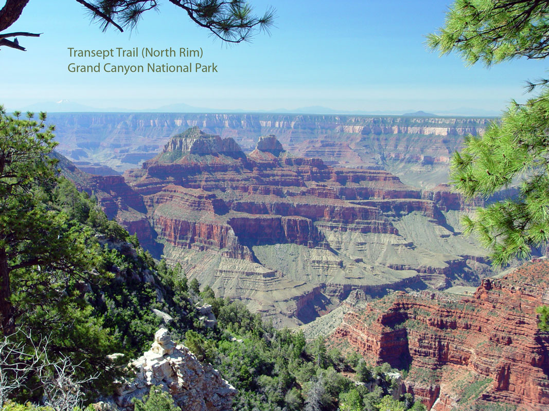 Grand Canyon north rim along Transept Trail