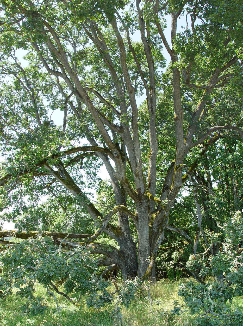 Old Oak tree in Oregon Garden