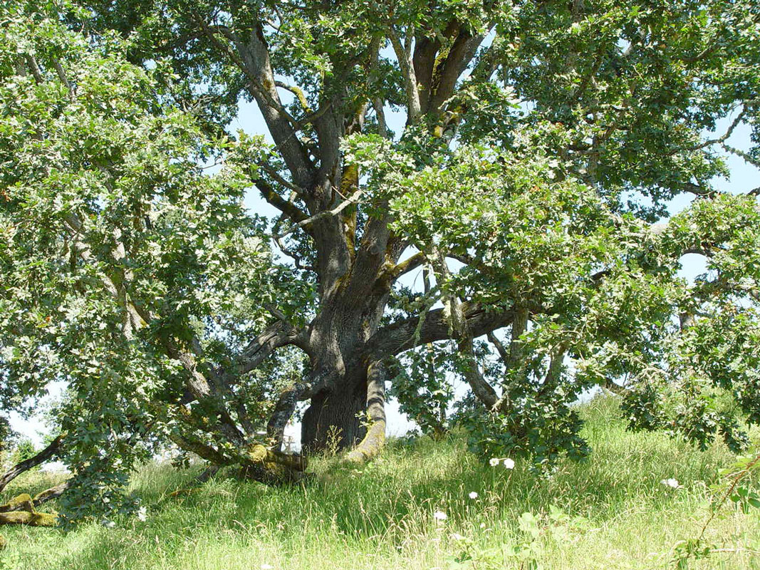 Old Oak tree in Oregon Garden