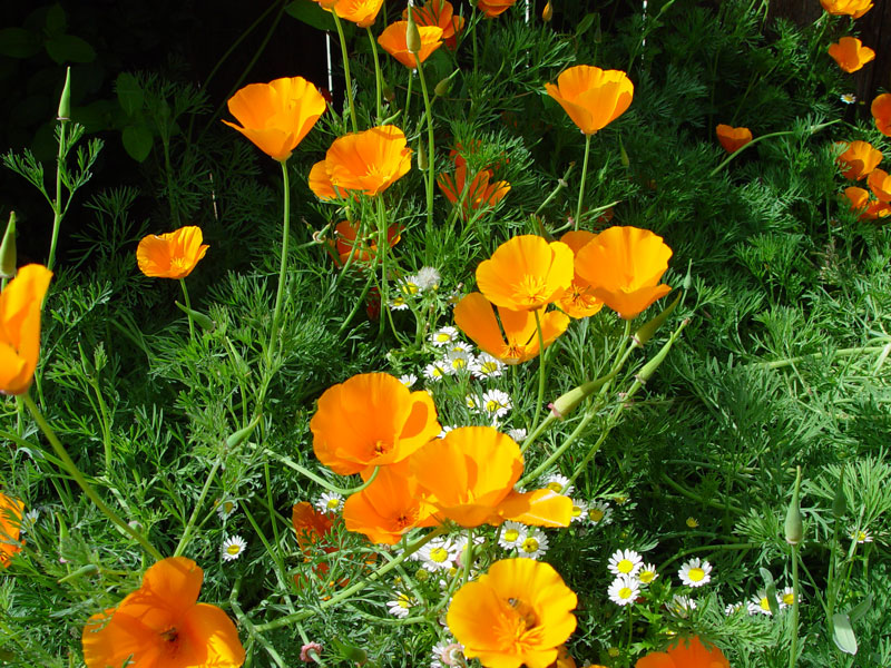 California Poppies