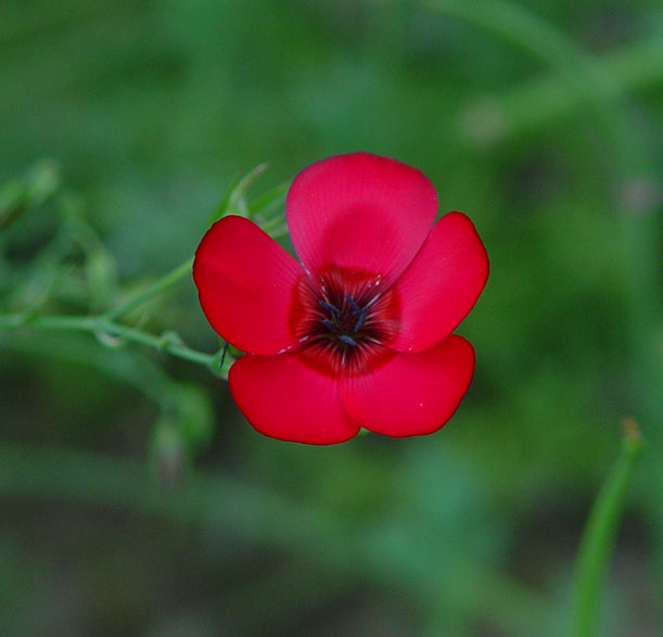 Scarlet Flax