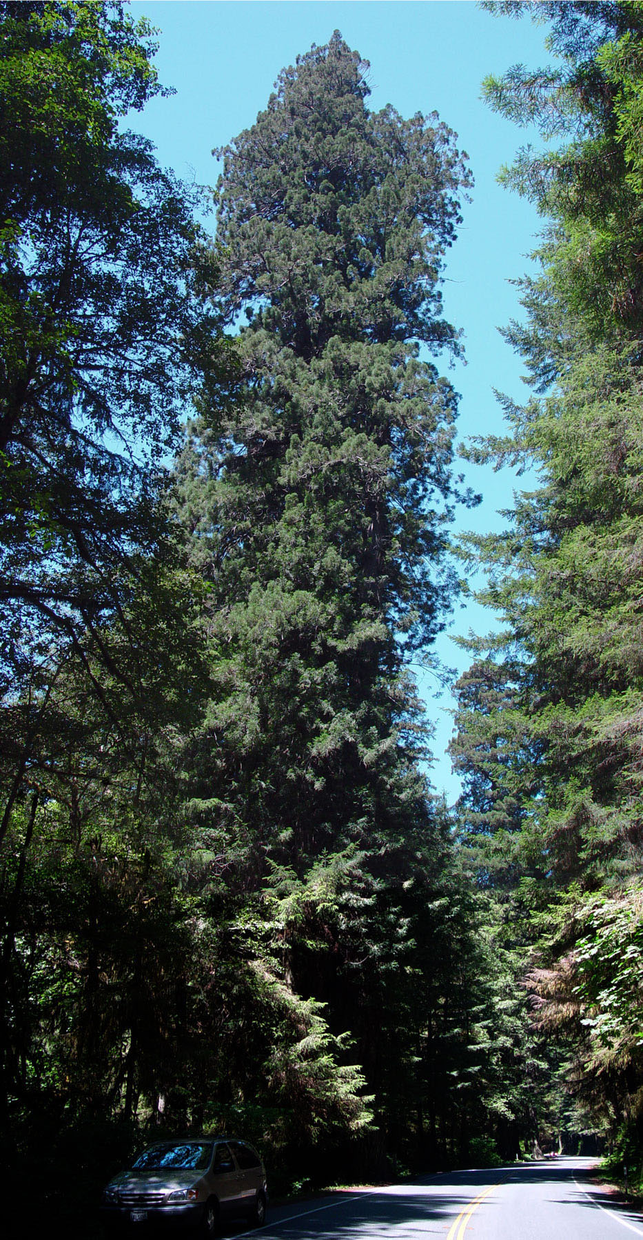 Redwood tree