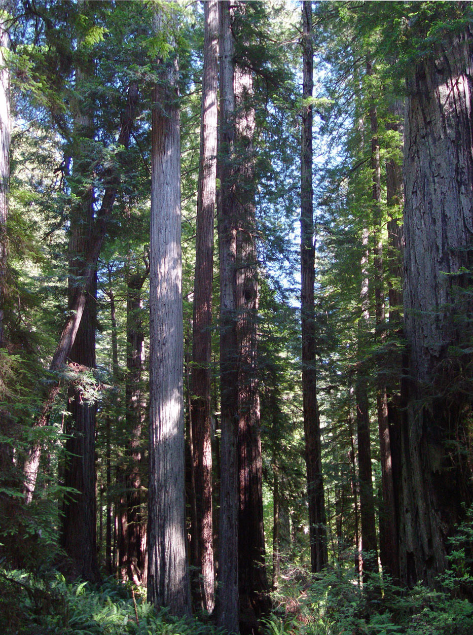 Redwood trees