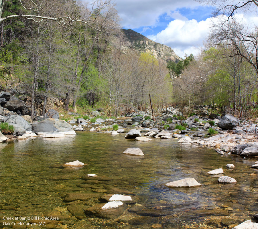 Creek next to Banjo Bill Picnic area