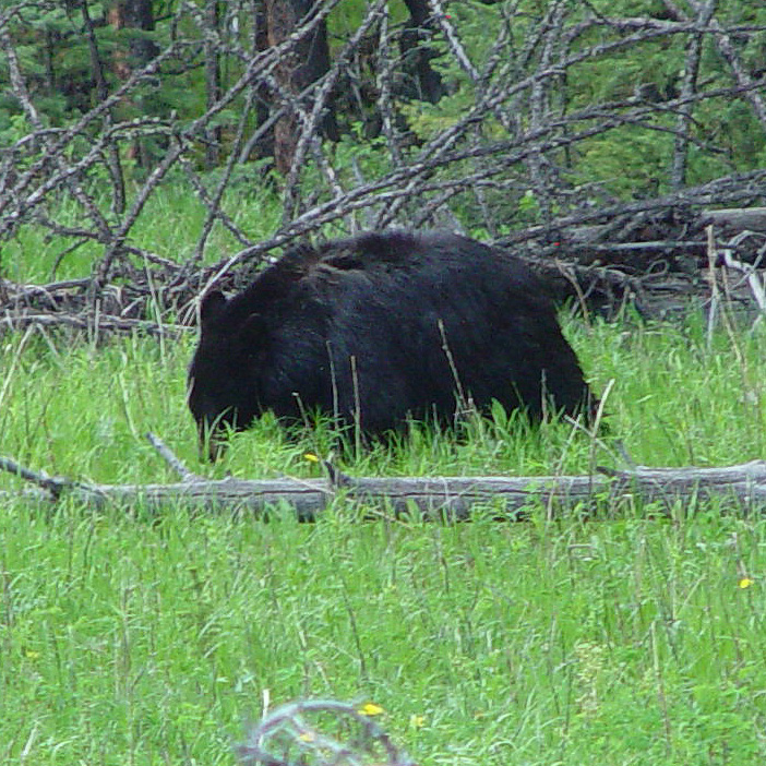 Black Bear Yellowstone