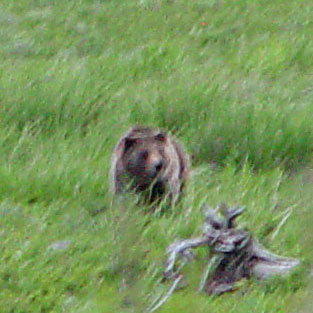 Grizzly Yellowstone