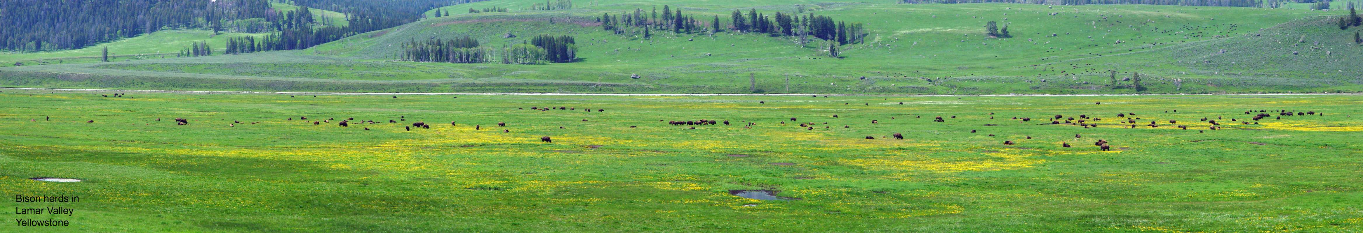 Lamar Valley Yellowstone