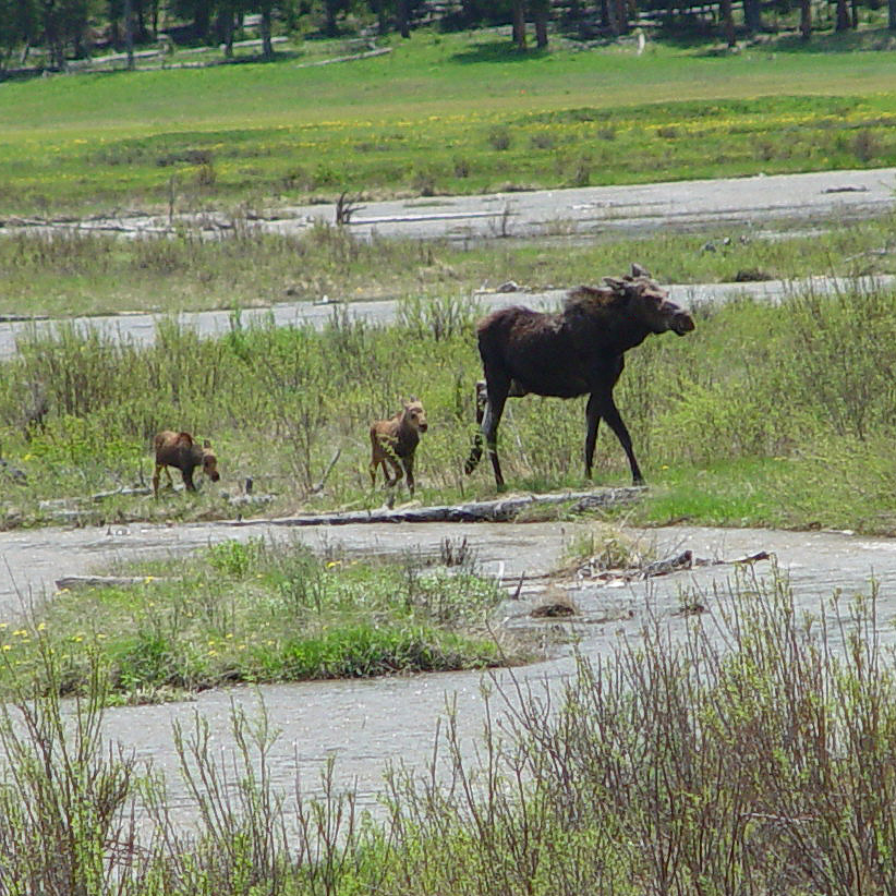 Moose Yellowstone